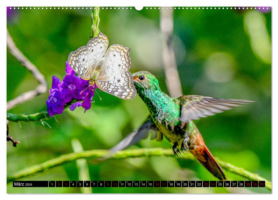 La vie tropicale Un paradis de vie et de couleurs (Calvendo Premium Wall Calendar 2024) 