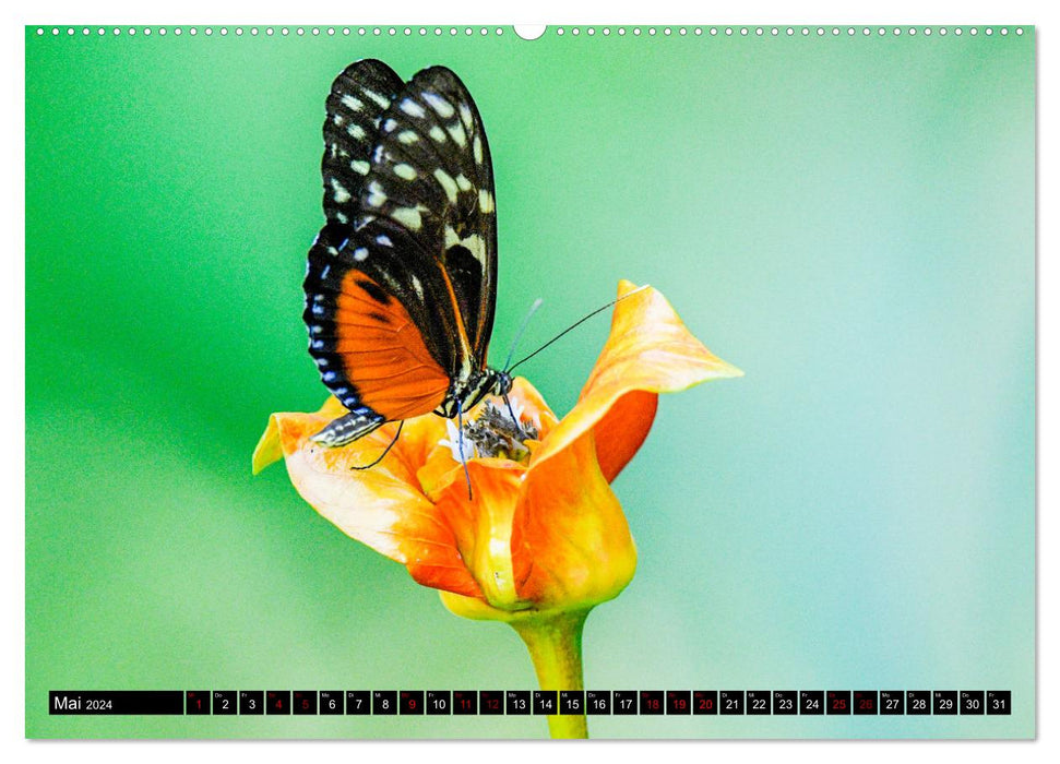 Tropisches Leben Ein Paradies des Lebens und der Farben (CALVENDO Premium Wandkalender 2024)