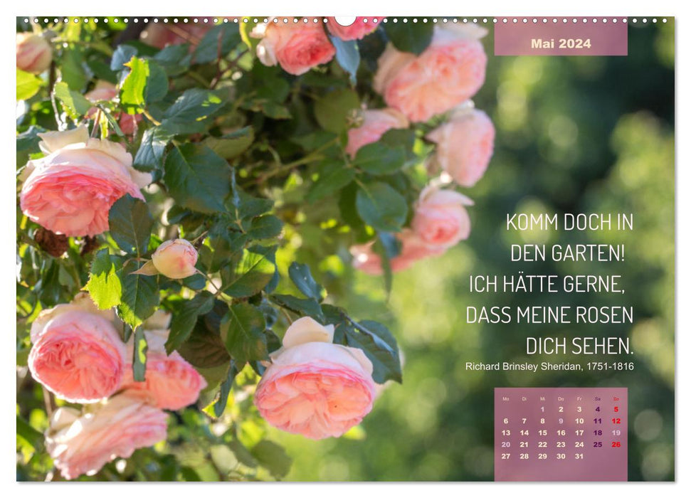 Rose Königin des Gartens (CALVENDO Premium Wandkalender 2024)