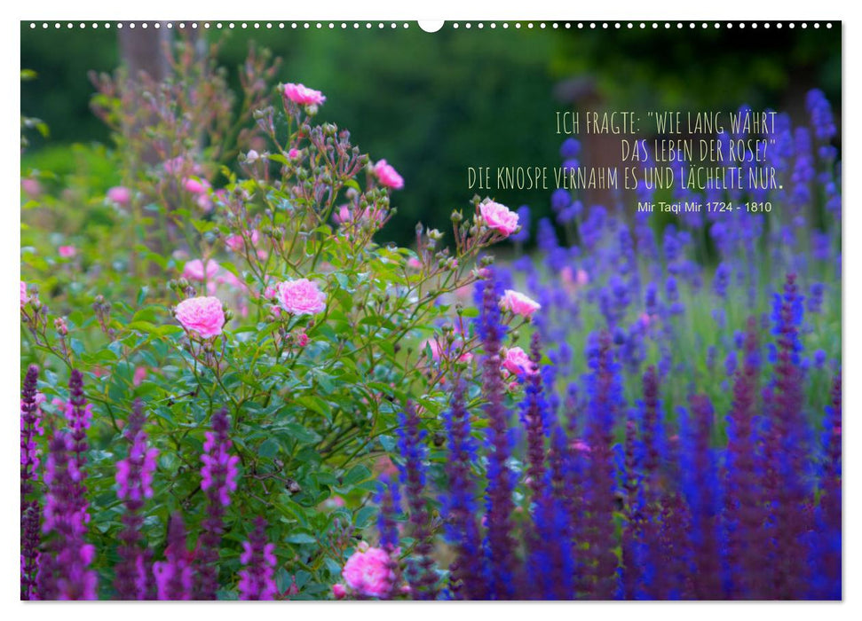 Rose Queen of the Garden (CALVENDO Premium Wall Calendar 2024) 