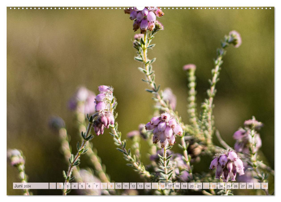 Wonderful heath landscapes (CALVENDO wall calendar 2024) 