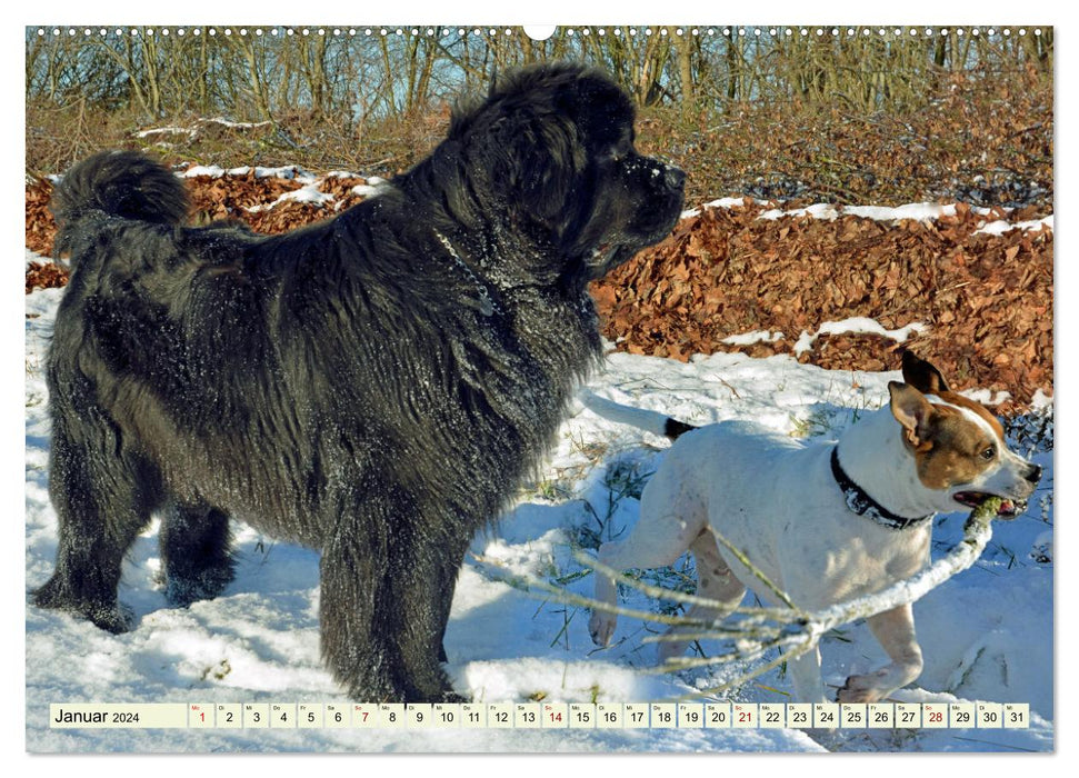 An unlikely couple but “pretty much best friends” (CALVENDO Premium Wall Calendar 2024) 