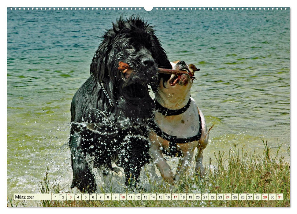 An unlikely couple but “pretty much best friends” (CALVENDO Premium Wall Calendar 2024) 