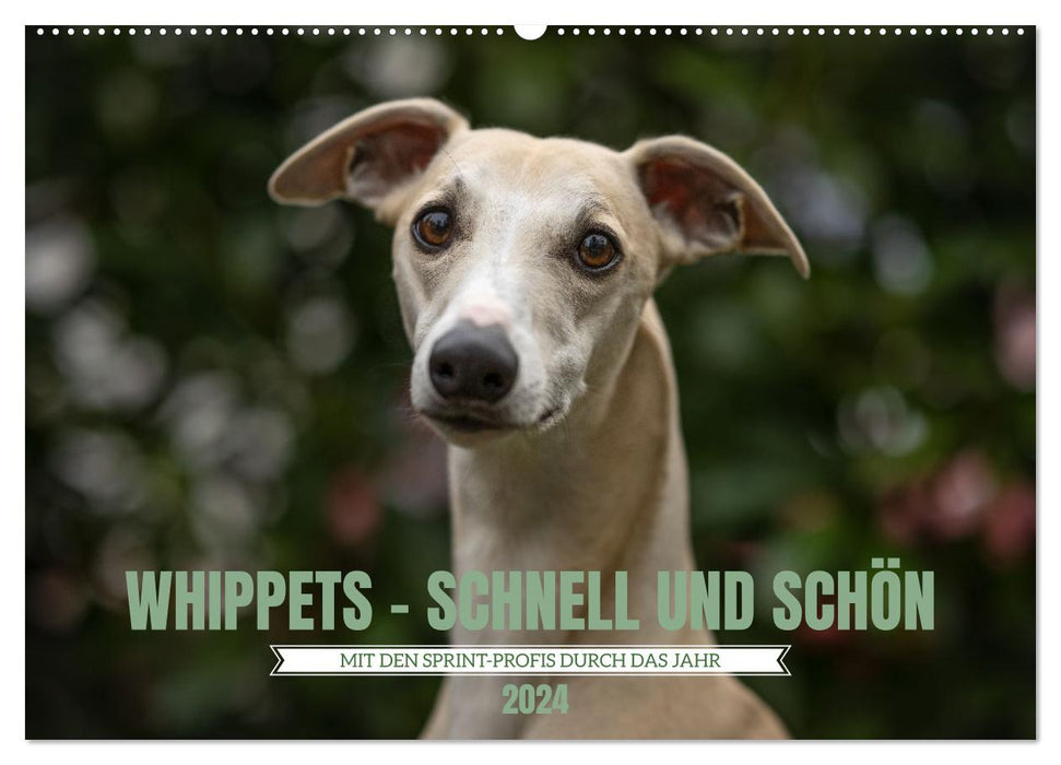 WHIPPETS - FAST AND BEAUTIFUL (CALVENDO wall calendar 2024) 