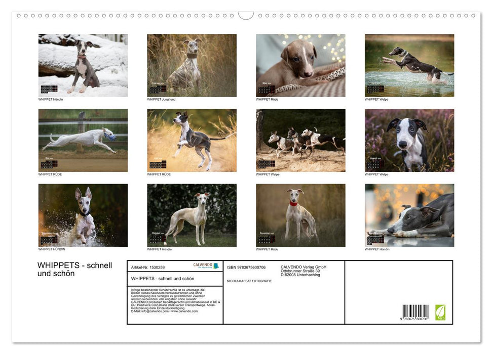 WHIPPETS - FAST AND BEAUTIFUL (CALVENDO wall calendar 2024) 