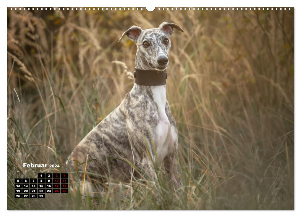 WHIPPETS - FAST AND BEAUTIFUL (CALVENDO wall calendar 2024) 