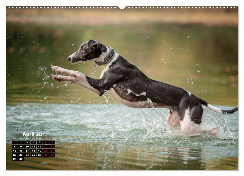 WHIPPETS - FAST AND BEAUTIFUL (CALVENDO wall calendar 2024) 