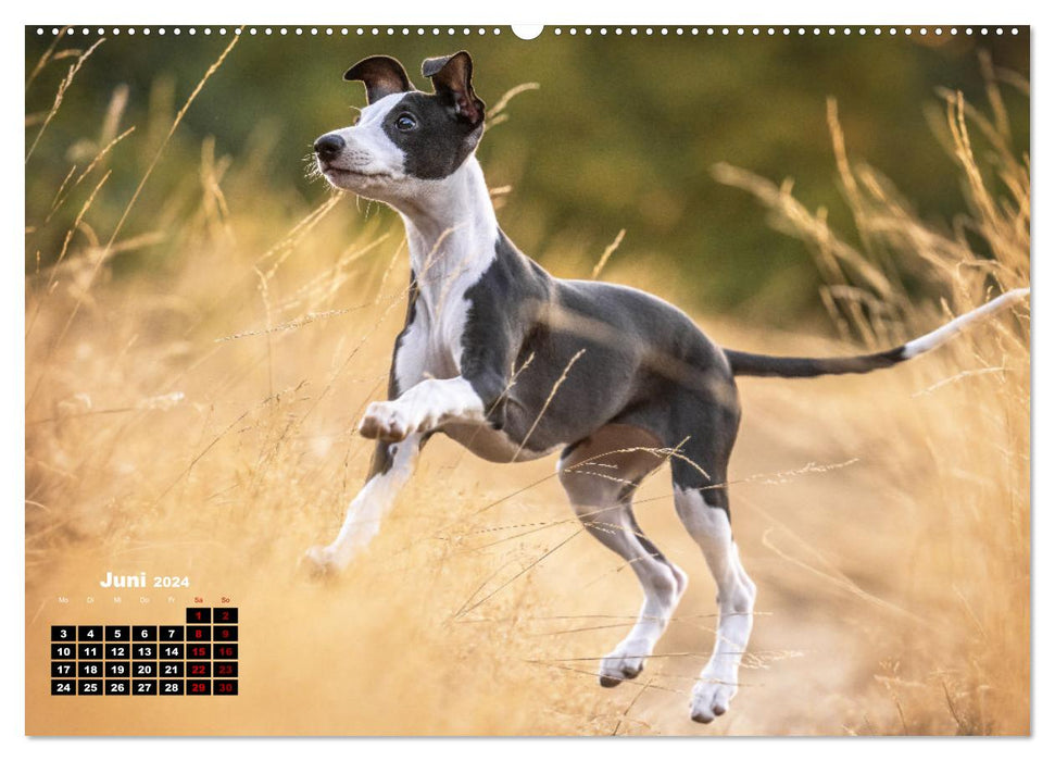 WHIPPETS - FAST AND BEAUTIFUL (CALVENDO wall calendar 2024) 