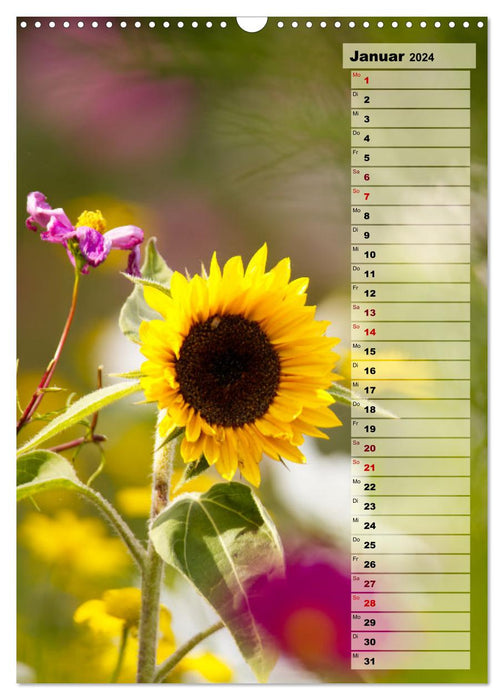 Leuchtende Sonnenblumen, sonnige Aussichten das ganze Jahr (CALVENDO Wandkalender 2024)