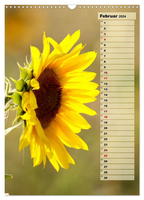 Bright sunflowers, sunny views all year round (CALVENDO wall calendar 2024) 
