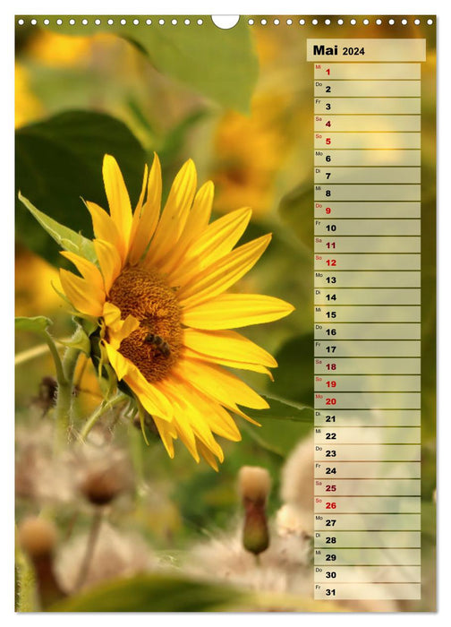Leuchtende Sonnenblumen, sonnige Aussichten das ganze Jahr (CALVENDO Wandkalender 2024)