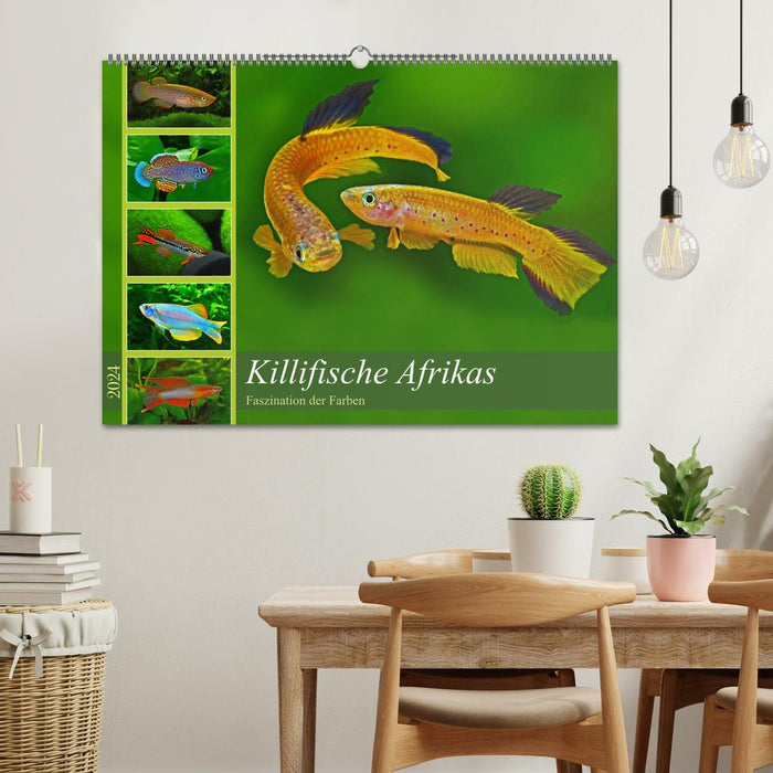 Killifish of Africa (CALVENDO wall calendar 2024) 