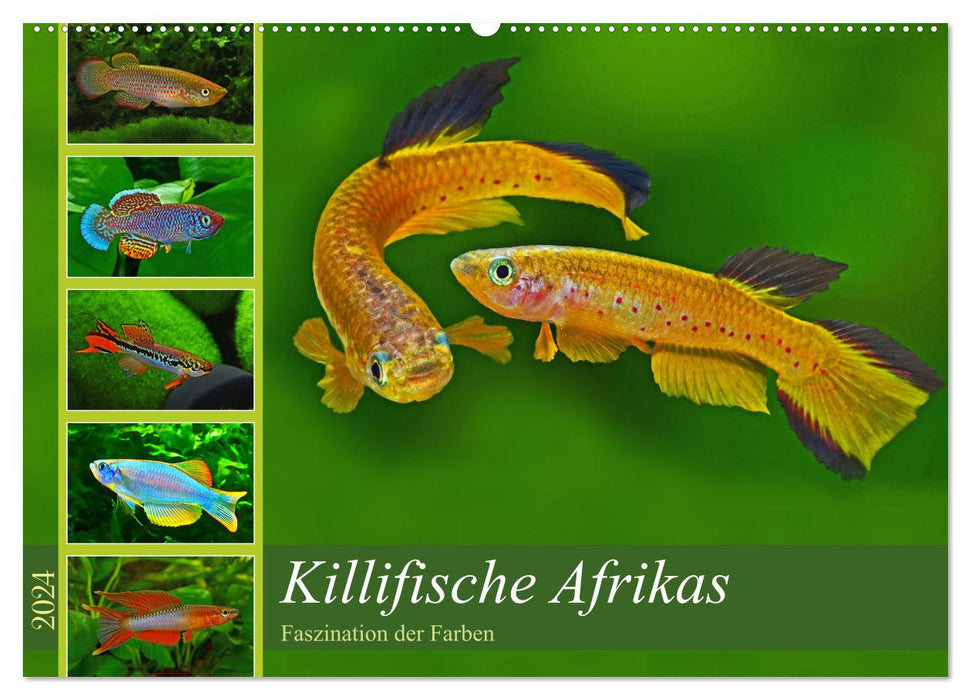Killifische Afrikas (CALVENDO Wandkalender 2024)