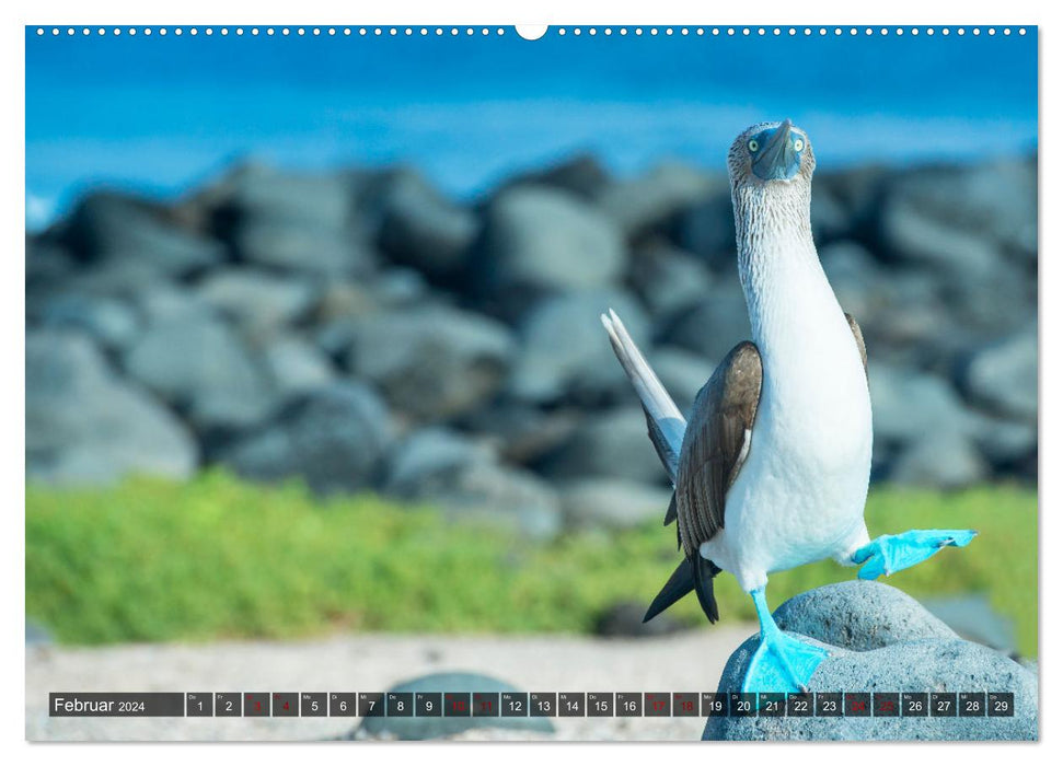 The fascinating wildlife of the Galapagos Islands (CALVENDO Premium Wall Calendar 2024) 
