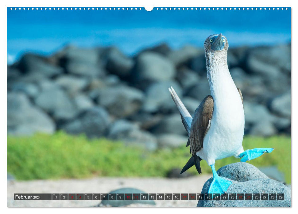 Die faszinierende Tierwelt der Galapagos-Inseln (CALVENDO Premium Wandkalender 2024)