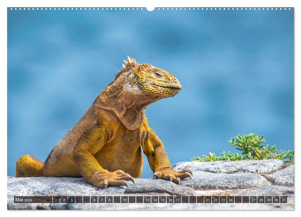 Die faszinierende Tierwelt der Galapagos-Inseln (CALVENDO Premium Wandkalender 2024)