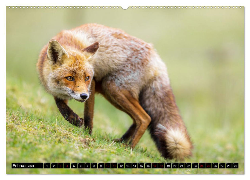 Tierische Begegnungen (CALVENDO Wandkalender 2024)