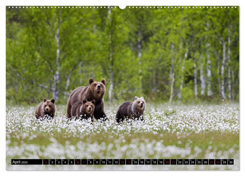 Tierische Begegnungen (CALVENDO Wandkalender 2024)