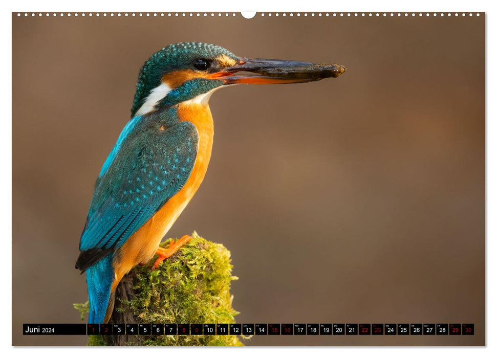 Tierische Begegnungen (CALVENDO Wandkalender 2024)