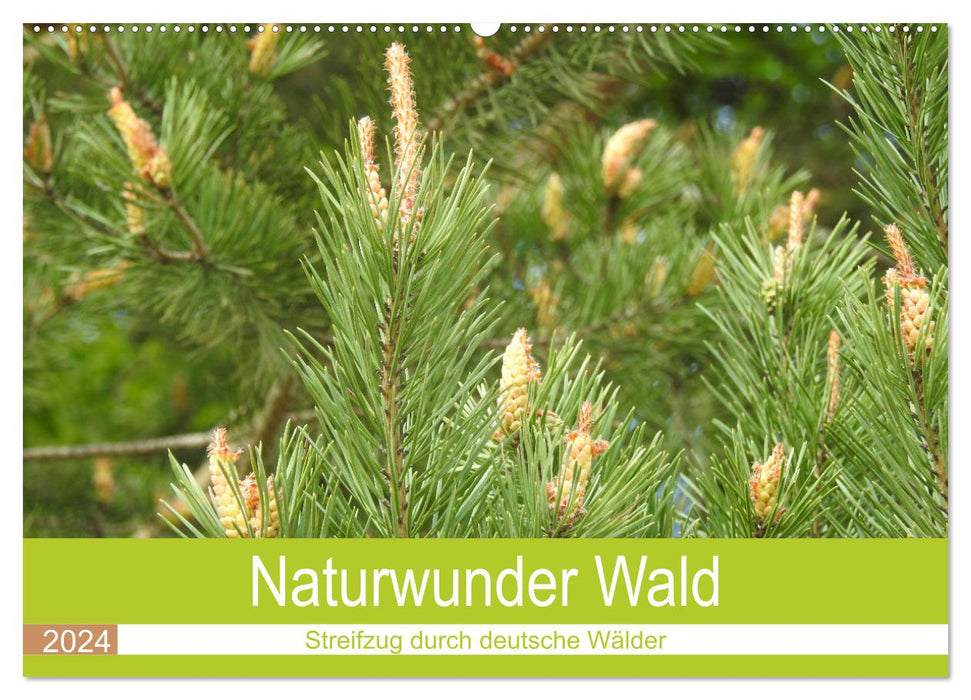 Naturwunder Wald (CALVENDO Wandkalender 2024)