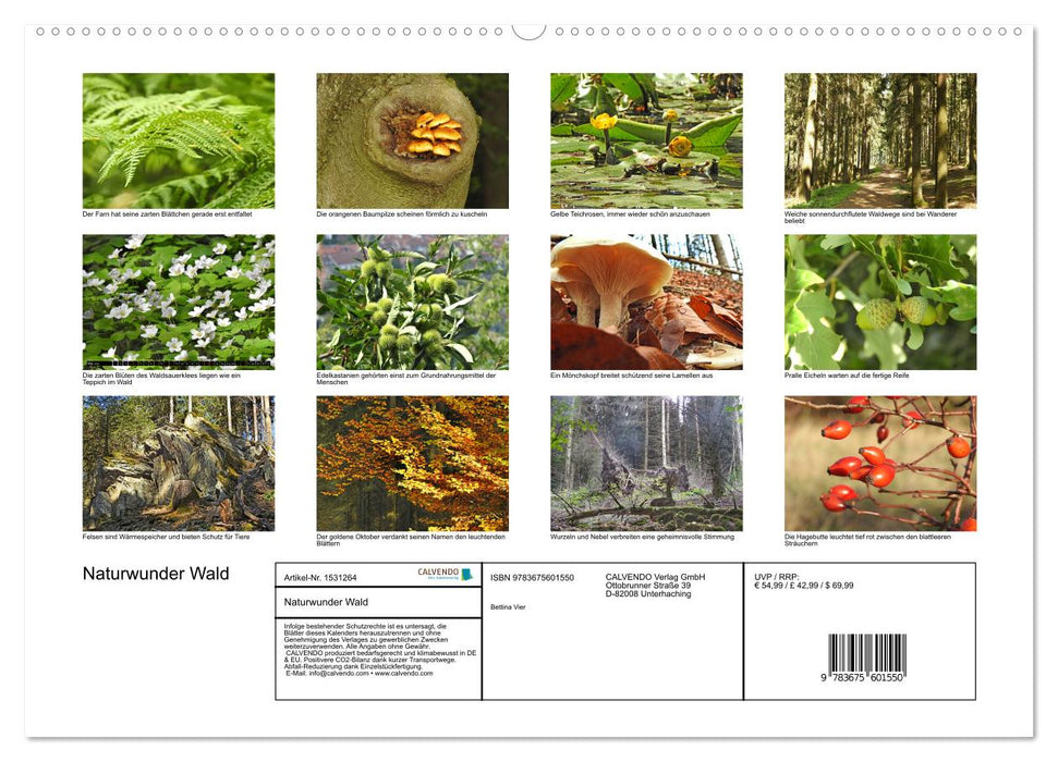 Naturwunder Wald (CALVENDO Wandkalender 2024)