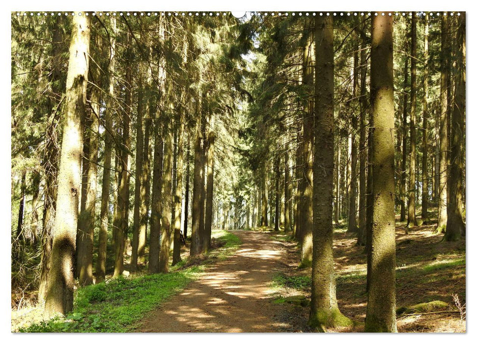 Naturwunder Wald (CALVENDO Wandkalender 2024)