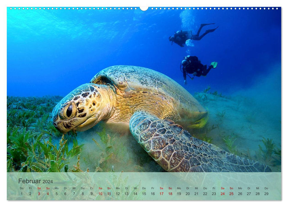 Erlebnis Tauchen - faszinierende Unterwasserwelt (CALVENDO Wandkalender 2024)