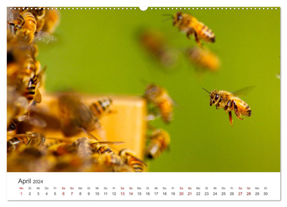 Bienen - Die fleißigen Tierchen die den Honig herstellen. (CALVENDO Premium Wandkalender 2024)