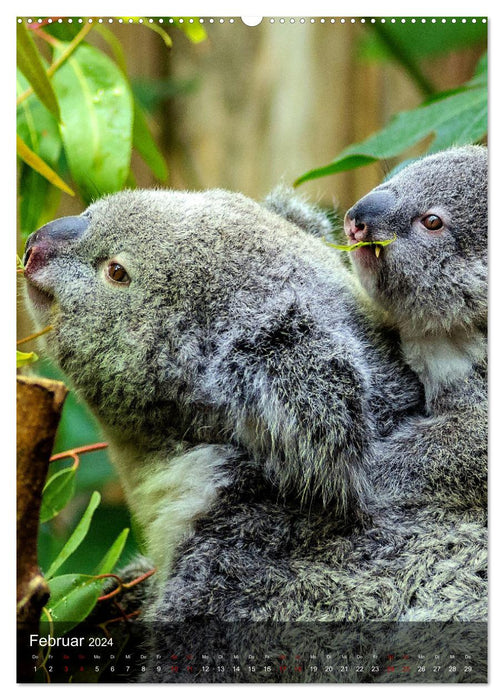 Koalas auf den Pelz gerückt (CALVENDO Premium Wandkalender 2024)