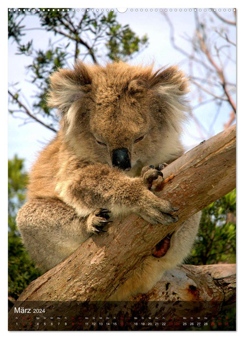 Koalas auf den Pelz gerückt (CALVENDO Premium Wandkalender 2024)