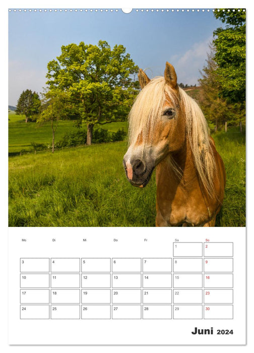 Wittgenstein - A region with impressively beautiful landscape (CALVENDO Premium Wall Calendar 2024) 