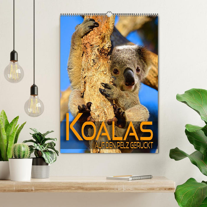 Koalas auf den Pelz gerückt (CALVENDO Wandkalender 2024)