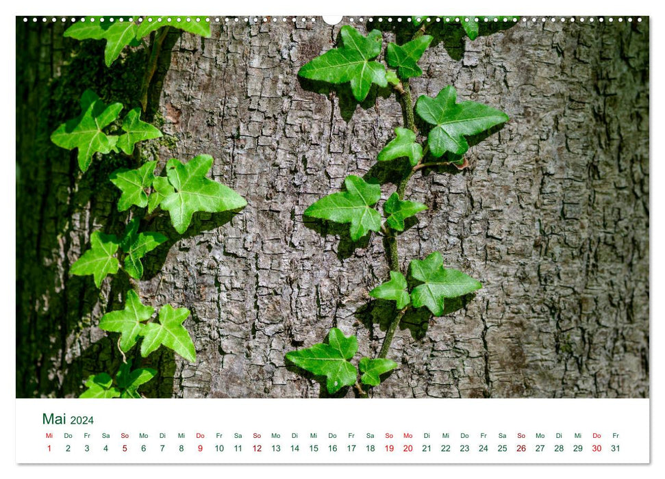 Riparian forests near Enns (CALVENDO wall calendar 2024) 