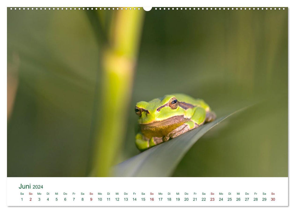 Forêts riveraines près d'Enns (calendrier mural CALVENDO 2024) 