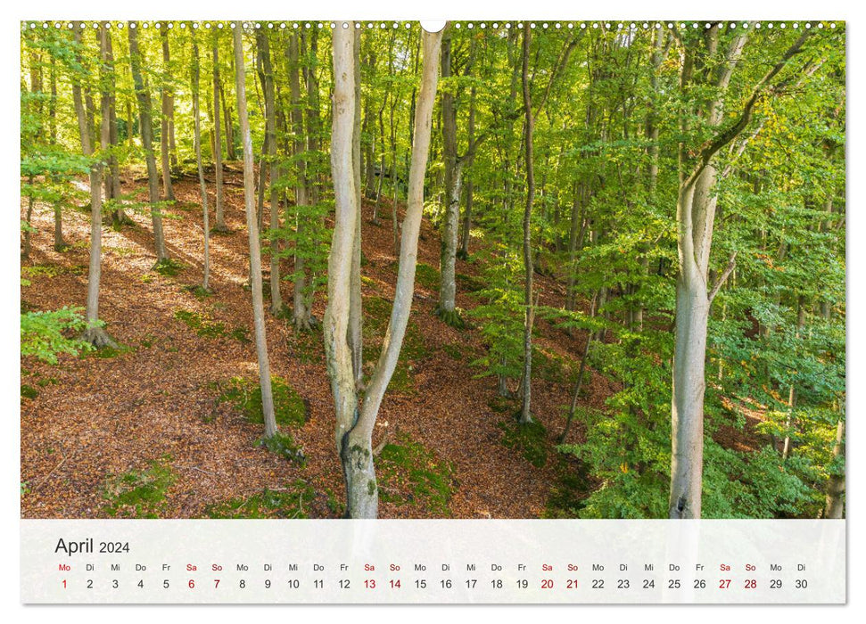 Natürliches Rügen und Hiddensee (CALVENDO Premium Wandkalender 2024)