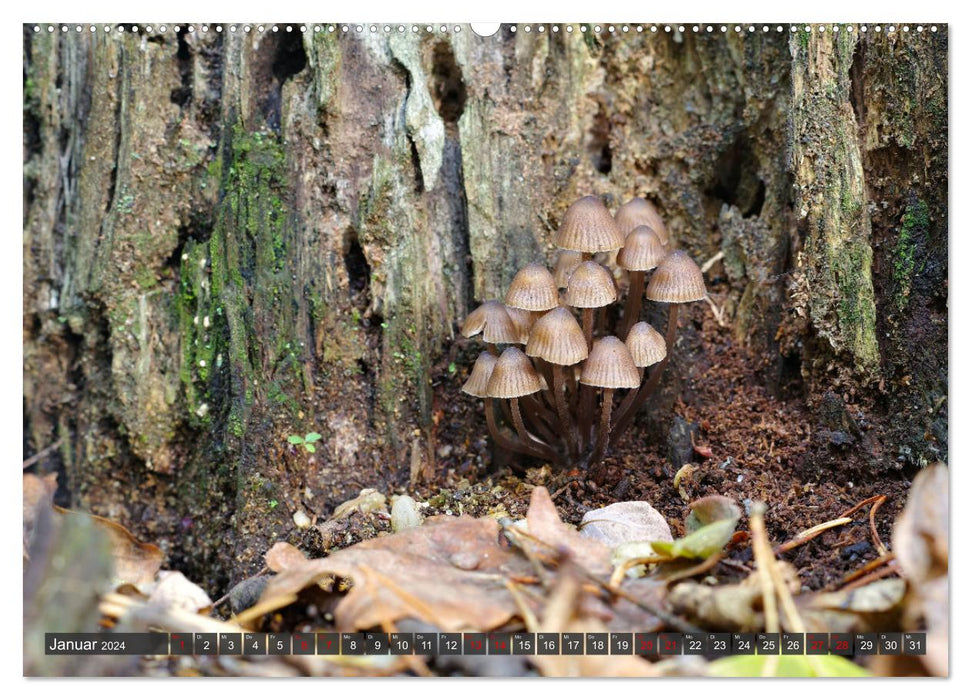 Mit interessanten Pilzen durchs Jahr (CALVENDO Premium Wandkalender 2024)