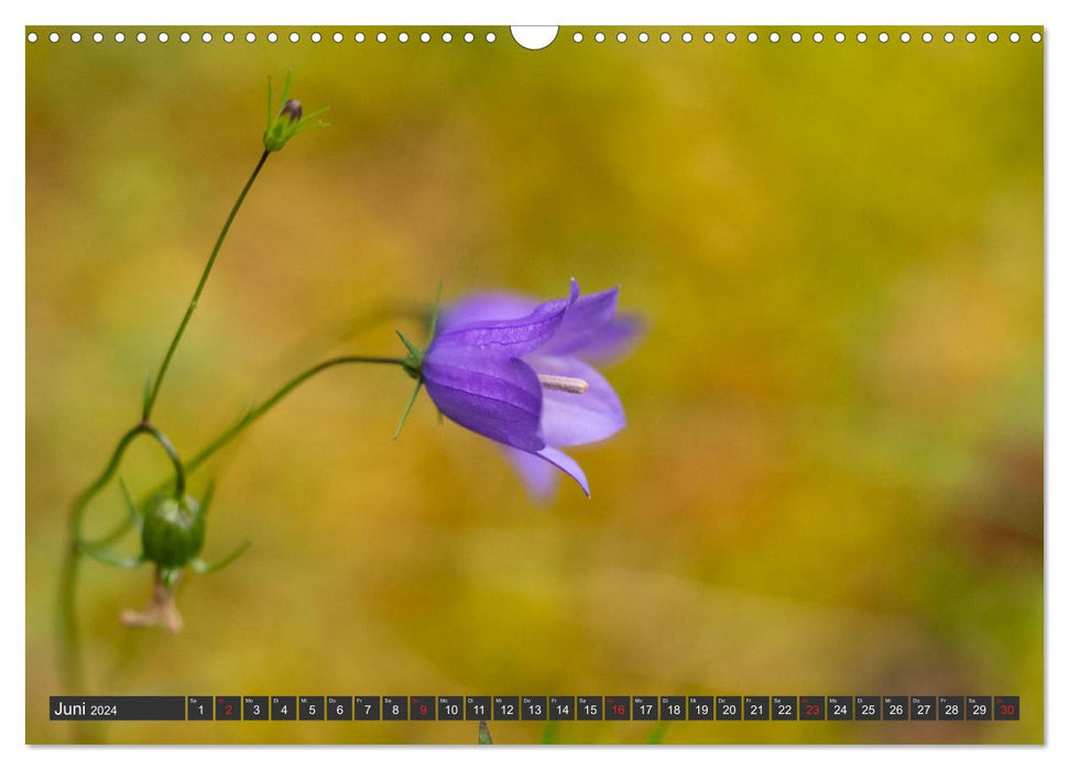 Makrowelt - Blumen und Insekten im Fokus (CALVENDO Wandkalender 2024)