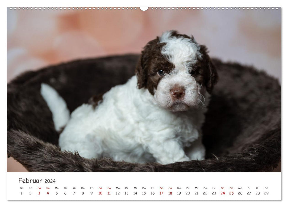 Lagotto Romagnolo - Spiel und Spaß in der Welpenzeit (CALVENDO Wandkalender 2024)