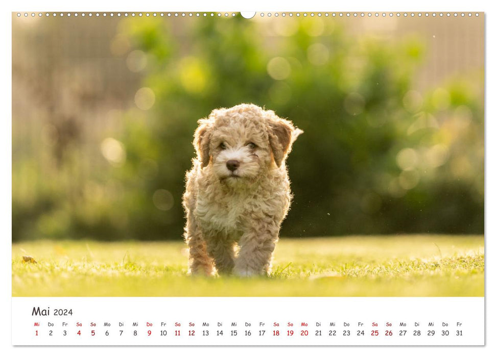 Lagotto Romagnolo - Spiel und Spaß in der Welpenzeit (CALVENDO Wandkalender 2024)