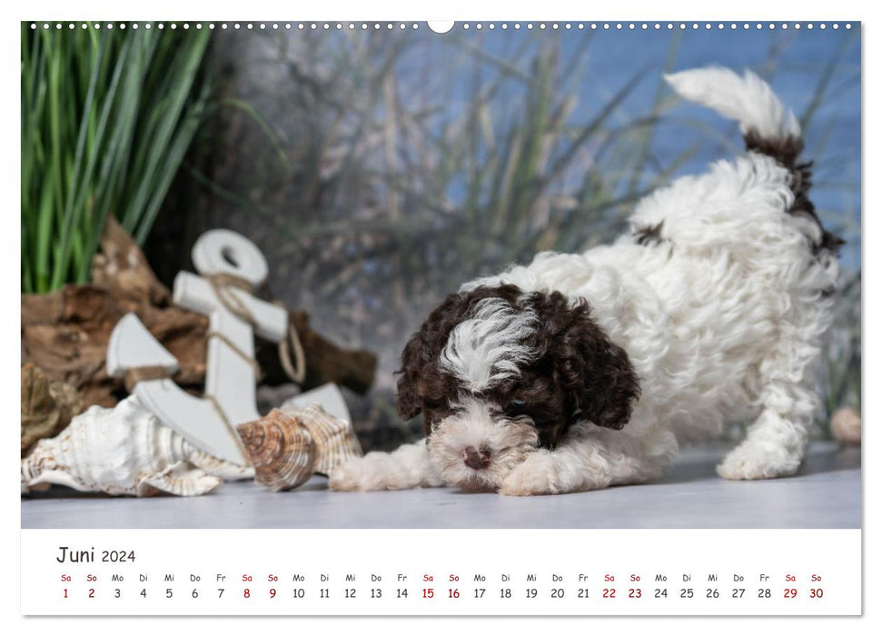 Lagotto Romagnolo - Spiel und Spaß in der Welpenzeit (CALVENDO Wandkalender 2024)