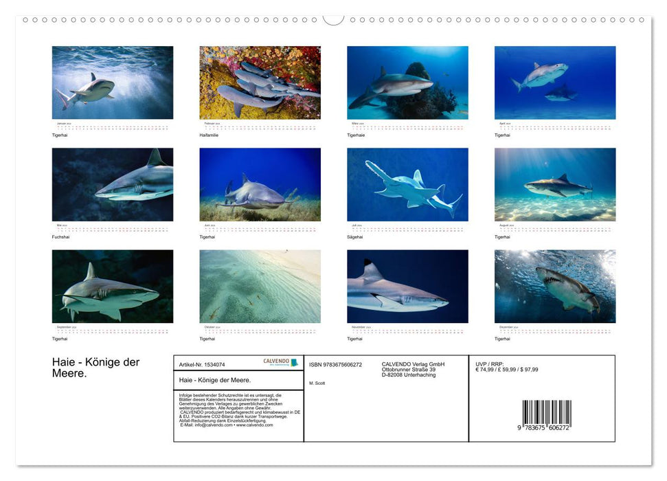 Sharks - kings of the seas. (CALVENDO Premium Wall Calendar 2024) 