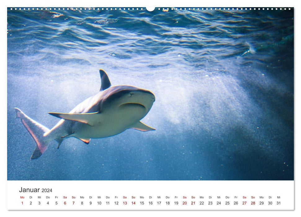 Sharks - kings of the seas. (CALVENDO Premium Wall Calendar 2024) 