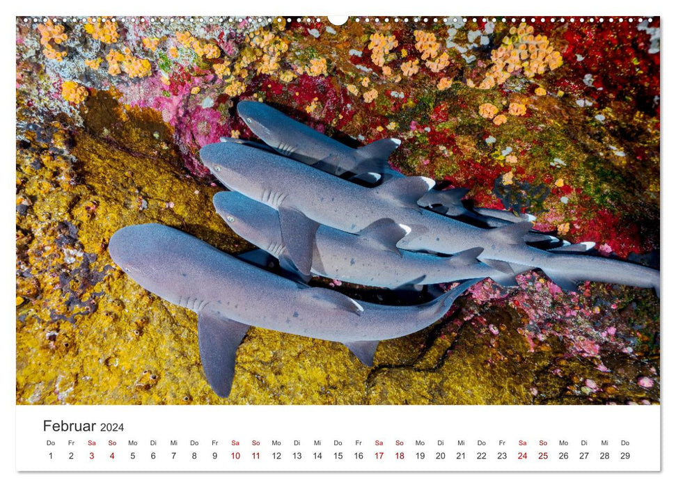 Sharks - kings of the seas. (CALVENDO Premium Wall Calendar 2024) 