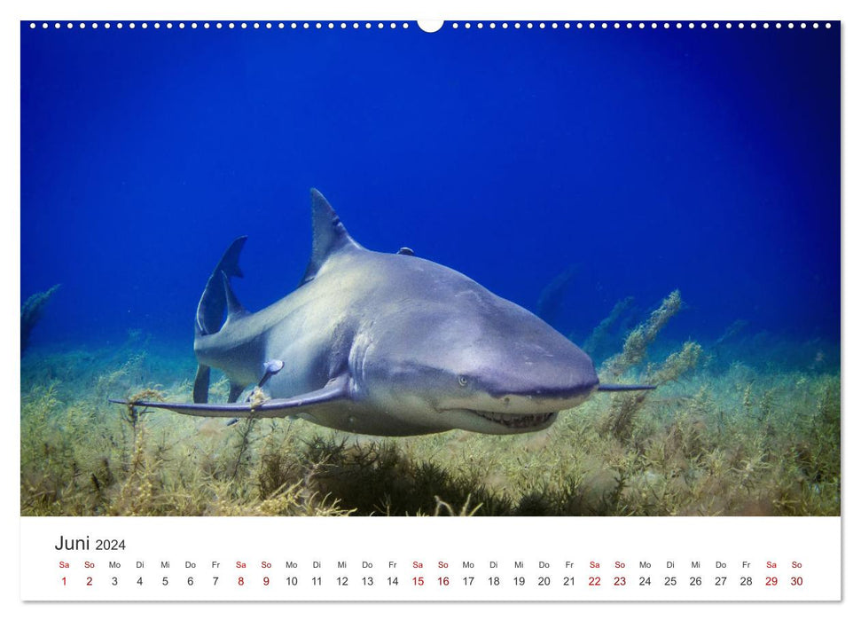 Sharks - kings of the seas. (CALVENDO Premium Wall Calendar 2024) 