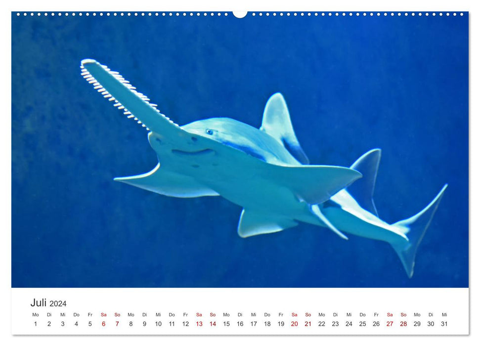 Sharks - kings of the seas. (CALVENDO Premium Wall Calendar 2024) 