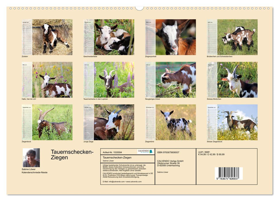 Tauern piebald goats (CALVENDO wall calendar 2024) 