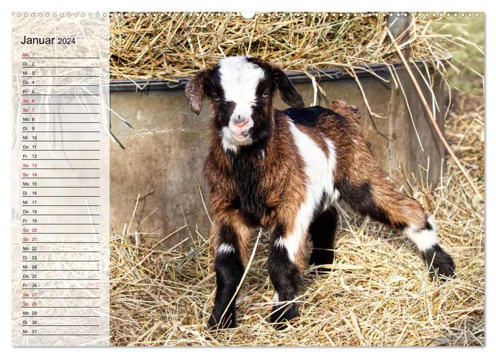 Tauern piebald goats (CALVENDO wall calendar 2024) 
