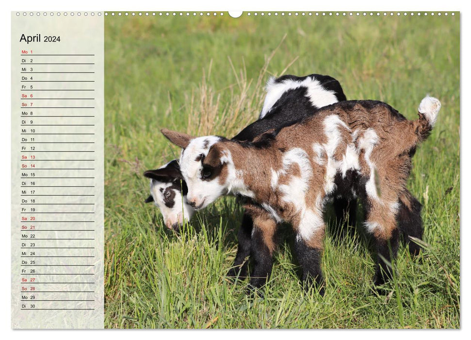 Tauern piebald goats (CALVENDO wall calendar 2024) 