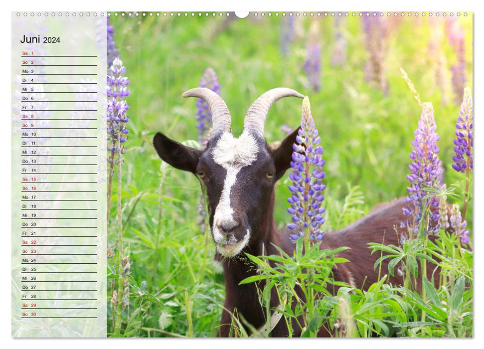Tauern piebald goats (CALVENDO wall calendar 2024) 