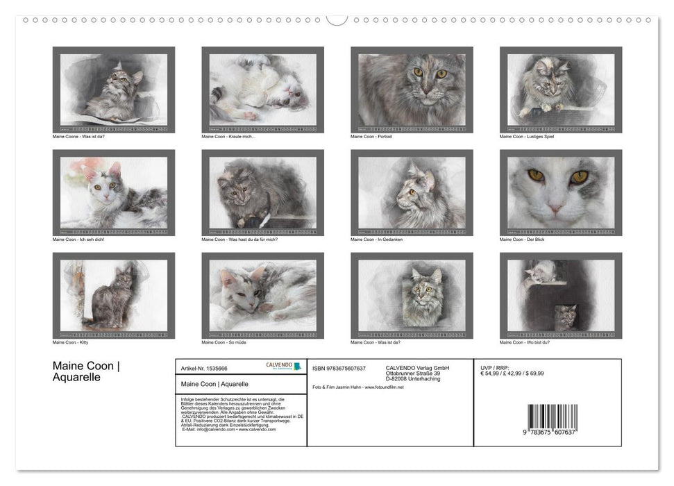 Maine Coon Watercolors (CALVENDO Wall Calendar 2024) 